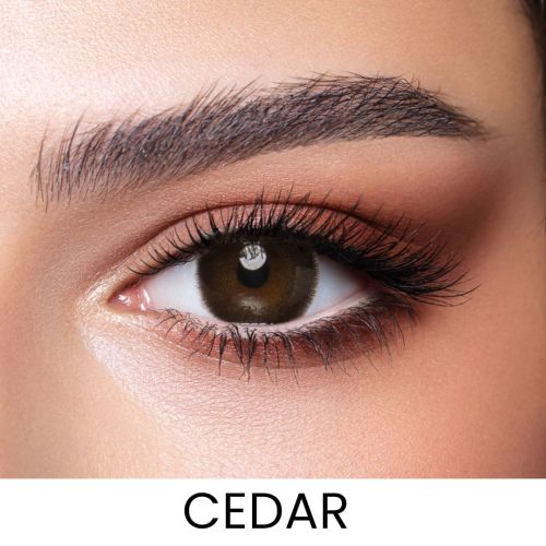 Cedar Colored Contact Lens - Daily
